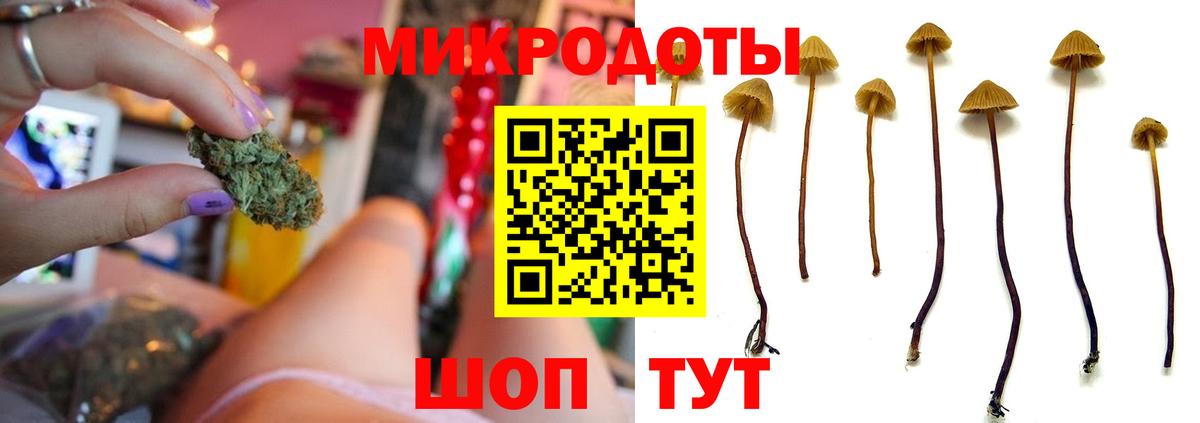 Псилоцибиновые грибы Psilocybe Пыть-Ях